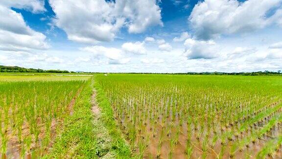 美丽的绿色稻田景观