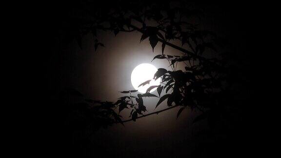 月圆之夜树木剪影