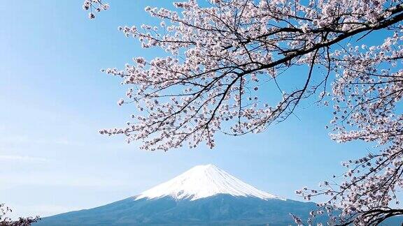 樱花盛开的富士山