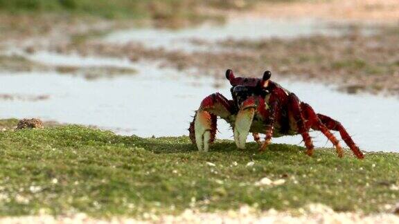 螃蟹野蟹在野外户外野生的螃蟹