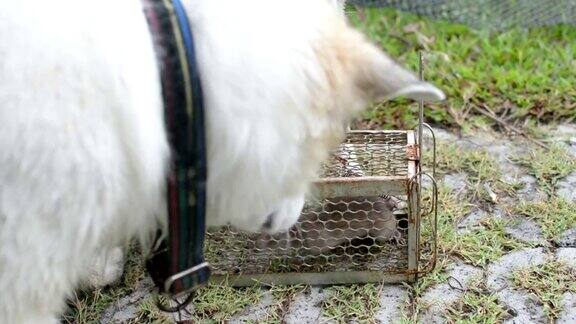 狗扮演一只在笼子里捉老鼠的老鼠