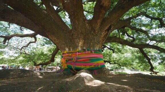 巨型猴豆荚树