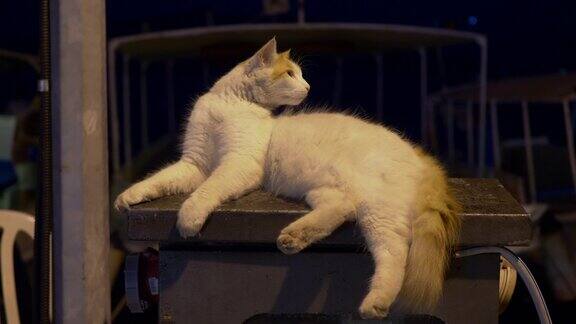 近距离观看可爱的白色毛绒绒的猫躺在户外的黑暗