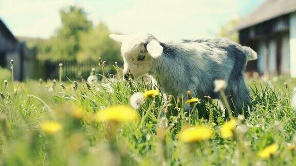 小山羊在草地上越来越强壮了原始视频记录