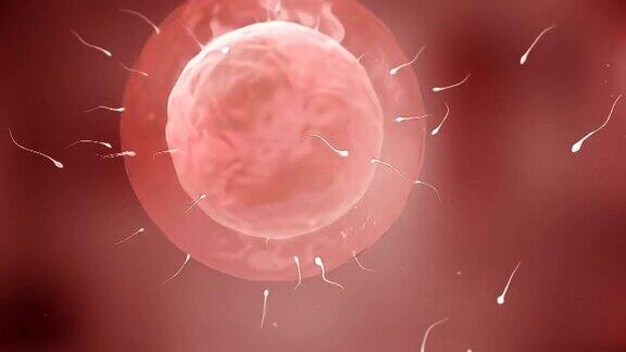 移动的卵细胞被精子受精