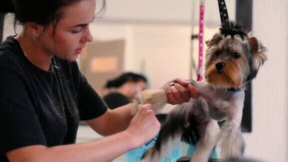 宠物美容美容师在美容院用梳子梳理狗毛