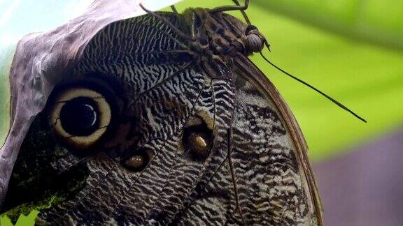 一只棕色翅膀的蝴蝶挂在树叶上