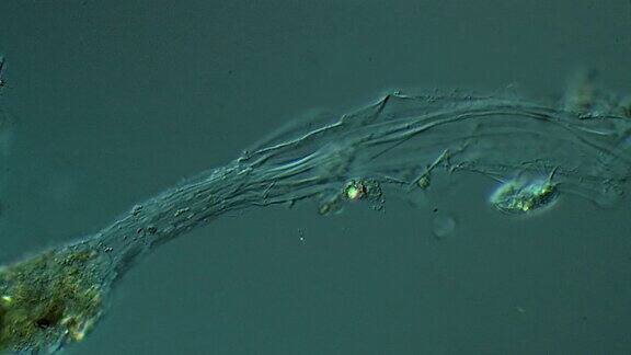 显微镜的纤毛虫