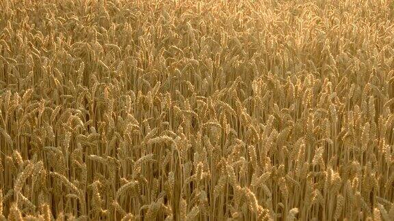 夏天麦田里成熟的大麦穗