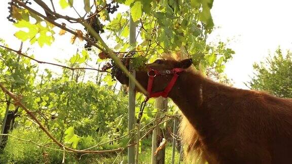 美丽的棕色马在吃葡萄小马在意大利的一个葡萄园里吃葡萄