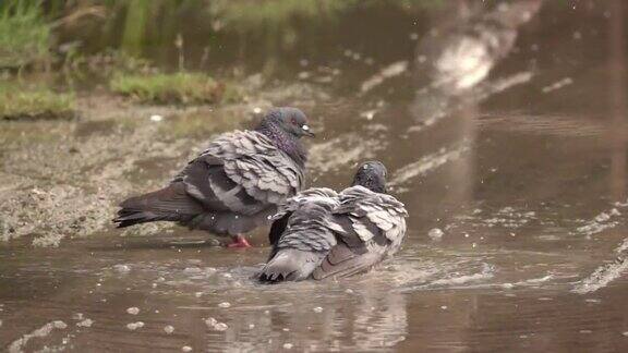 鸽子打水的慢动作