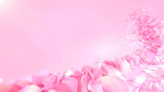 粉红色玫瑰花瓣流动背景在4K