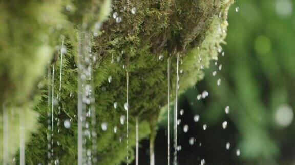 苔藓上落下的水滴慢镜头