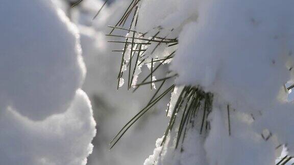 松枝被雪覆盖的特写
