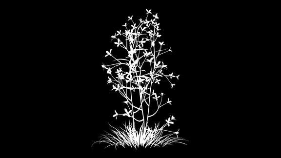 一个生长的真实植物孤立在白色的3d渲染