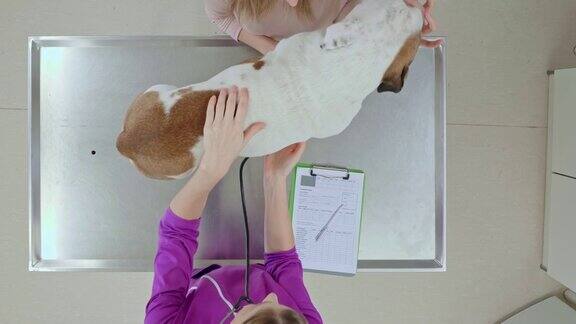 LD在检查台上兽医正在检查狗的心跳