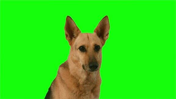 漂亮的德国牧羊犬在色度键绿色屏幕背景