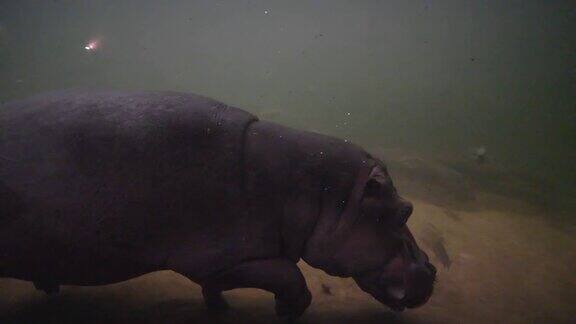 动物模仿野生动物大河马在水下游泳动物园里有很多鱼