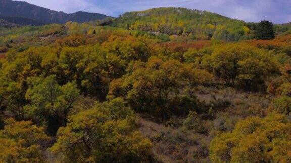 无人机拍摄显示白杨在全秋天的颜色显示彩色的矮橡树和白杨