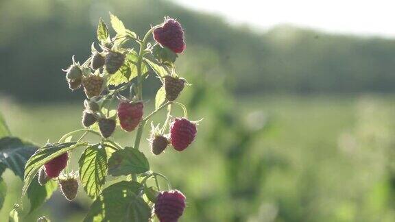 浆果农场成熟的树莓果实在灌木上
