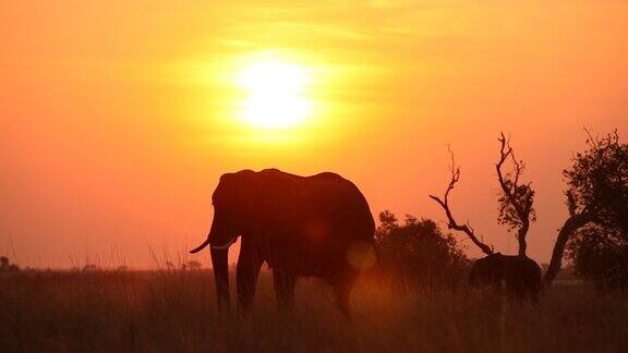 日落时大象和它的幼崽的剪影