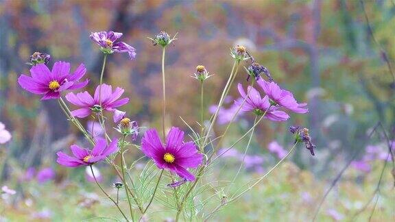 秋天公园里紫色的野花