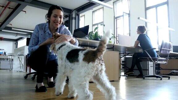 女商人在创意办公室和狗玩