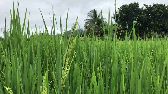近的稻穗随风摇摆在稻田里稻田谷物概念绿色稻田的特写绿色的稻田泰国东北部农民在种植茉莉花水稻