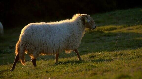 美丽的羊母羊