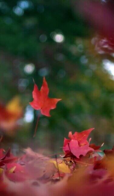 秋日枫叶飘落的慢动作用高速摄影机拍摄的