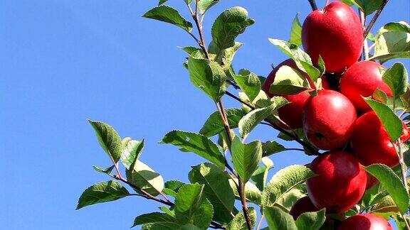 苹果分支有机水果