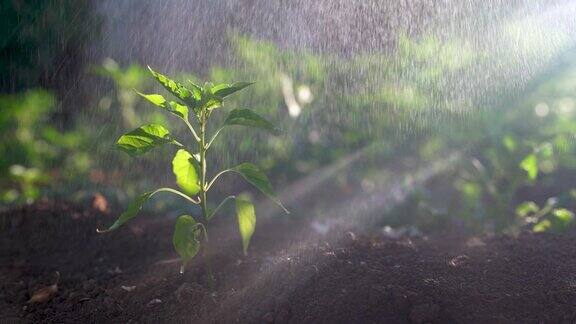 近距离浇水幼苗在温室浇水植物在日出