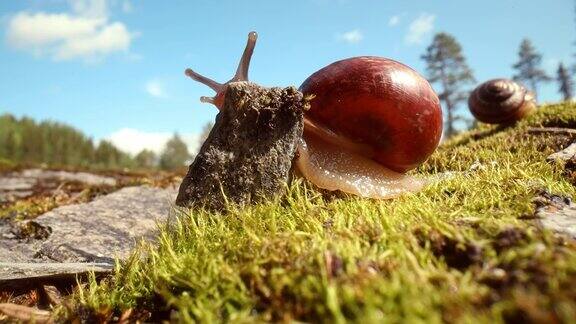 蜗牛在青苔上慢慢爬行