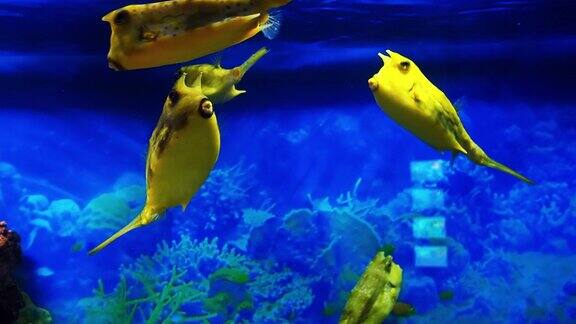 黄色的鱼Lactoriacornuta在蓝色的水中游泳