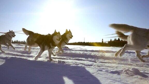 由狗驾驭的哈士奇犬和人一起拉雪橇慢动作视频循环播放