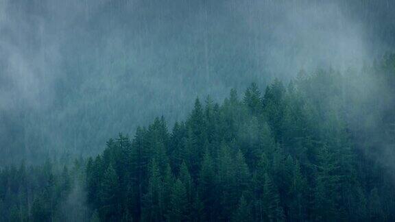 暴雨中的野生森林