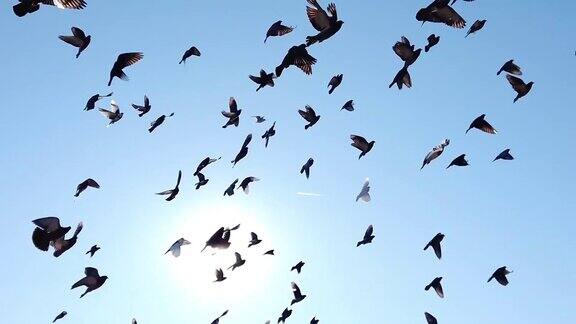 鸽子群飞在哈德逊河上面向纽约市