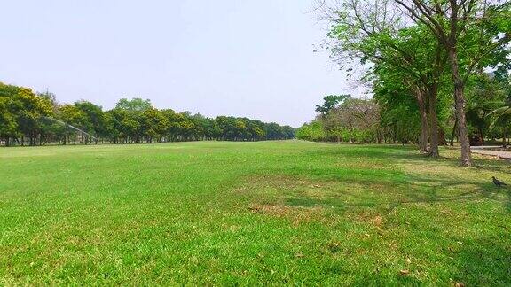 绿色草坪和树木在绿色公园