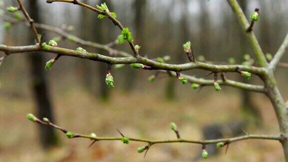 春天的树枝带着雨滴在森林里微距拍摄