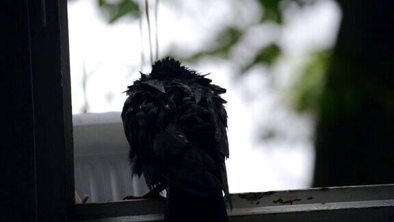 下雨时一只湿鸽子坐在窗台上
