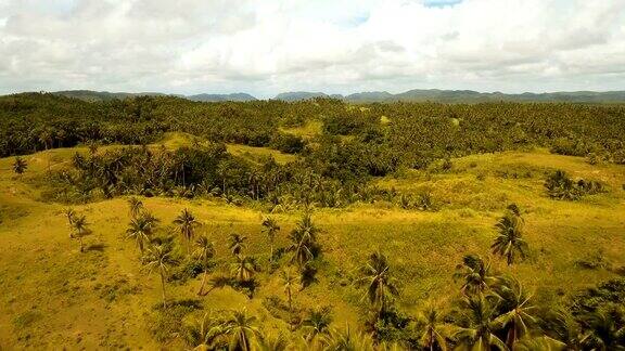 稻田鸟瞰图菲律宾Siargao