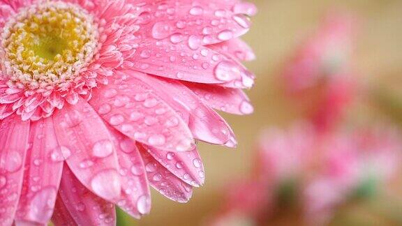 近距离的慢动作视频的水滴在粉红色非洲菊花