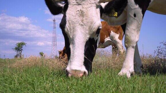 牛在牧场上吃草的特写奶牛在草地上吃草4k
