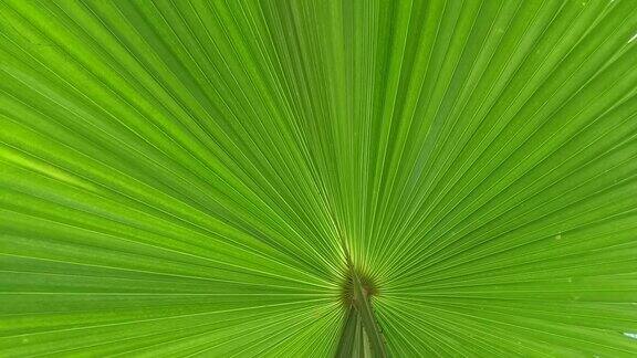 阳光下的棕榈叶