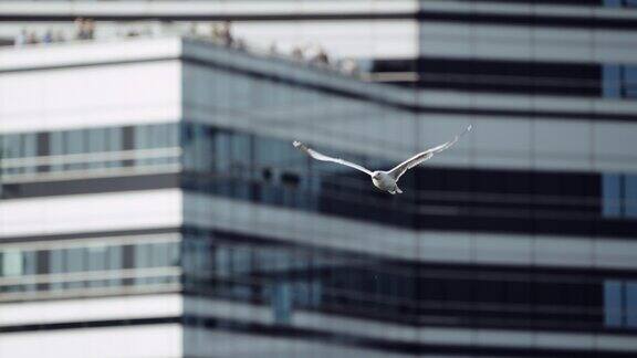 海鸥飞过海面撞击城市港口建筑物