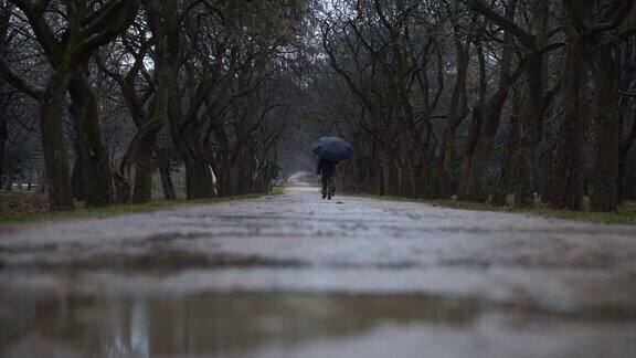 打着伞的女人走在阴雨的公园小路上光秃秃的树