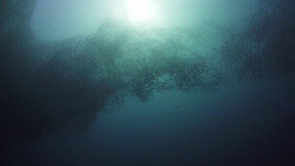 水下沙丁鱼群迎着太阳的镜头