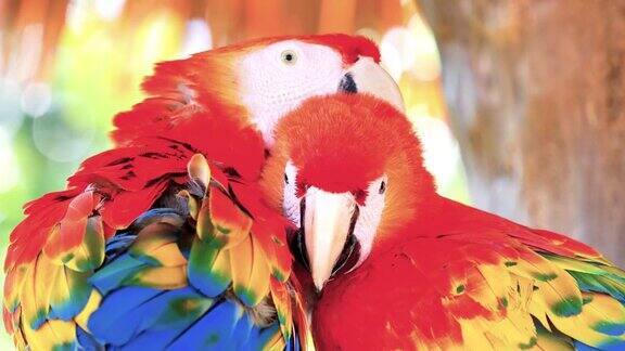 猩红色金刚鹦鹉(又名红绿金刚鹦鹉)坐在树枝上互相清洗羽毛它是一种大型的色彩鲜艳的南美鹦鹉4k视频慢动作