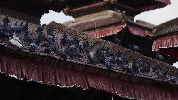加德满都一座寺庙的屋顶和鸽子的起落