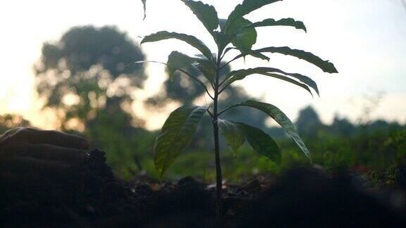 种植一棵树